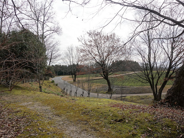 とっとり花回廊　花の丘