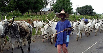 Why we worship cows — Fulani Herdsmen