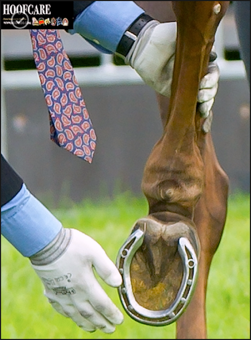 Hind concave shoe on three-day event horse