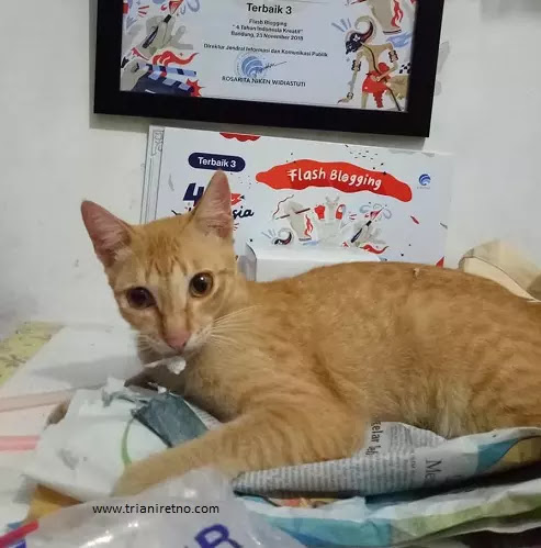 Memelihara Kucing Mesti Siap Ini