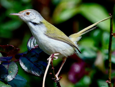 Common Tailorbird