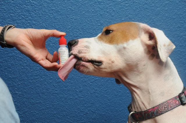 Dog Eye Drop6