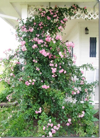 rose trellis