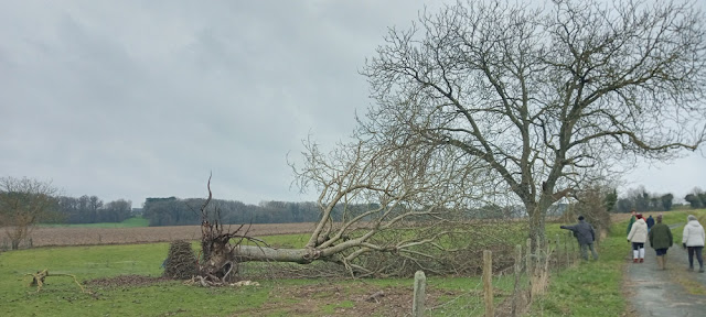 Fallen tree, Indre et Loire, France. Photo by Loire Valley Time Travel.