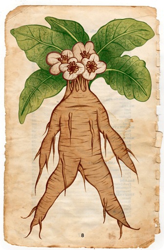 mandragora colore_1