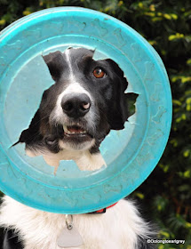 Ralph and his frisbee