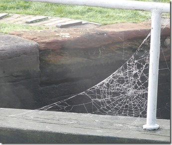 9 cobweb