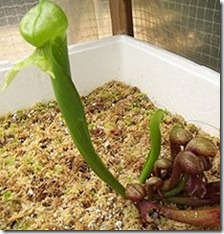 220px-Darlingtonia_californica4