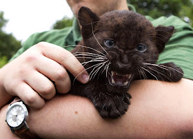 Funny animals of the week - 28 March 2014 (40 pics), baby panther