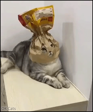 Funny Cat GIF • Cat with Mcdonald's bag on head.“Human, for this I will kill you in your sleep tonight." [ok-cats.com]
