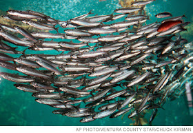 http://www.npr.org/blogs/thesalt/2014/07/29/336301714/want-to-reduce-your-carbon-footprint-choose-mackerel-over-shrimp