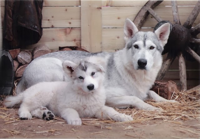 northern-inuit-dog