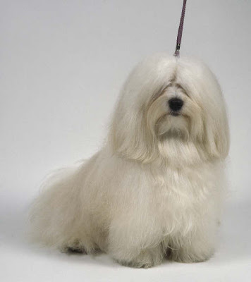 Havanese Dog Picture