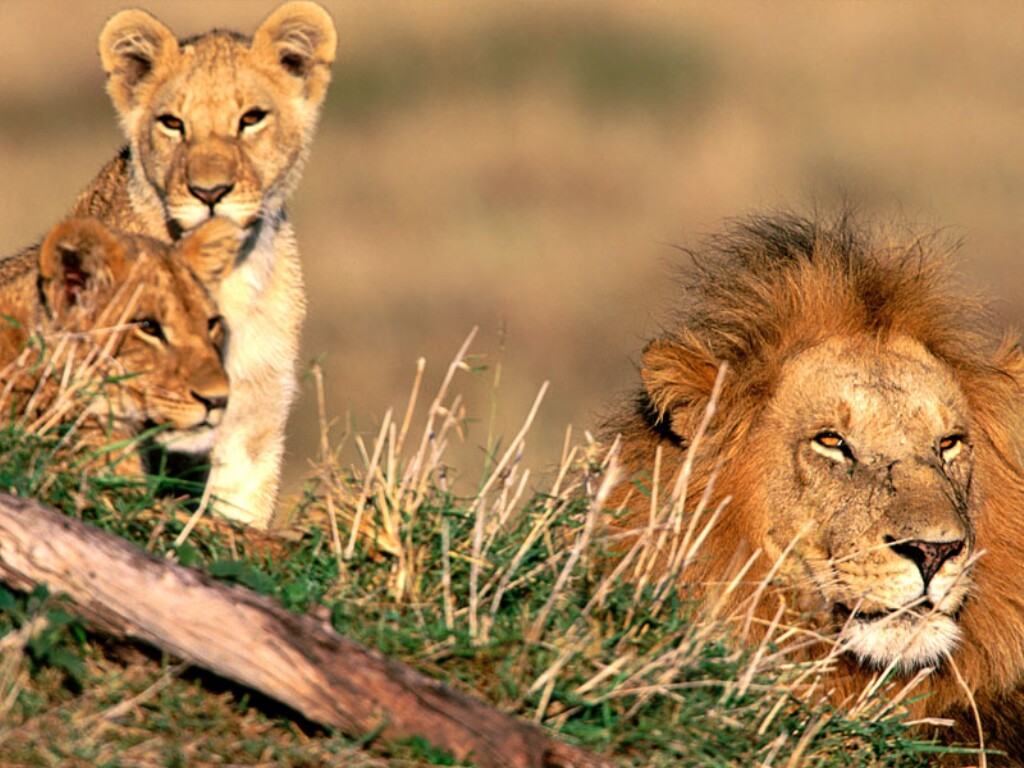 Beautiful Animals Safaris: Amazing Lions: Big Cats Africa ...