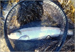 sea trout fishing ireland