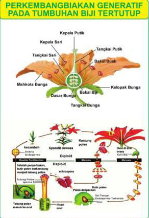 gambar bunga sempurna dan bagiannya