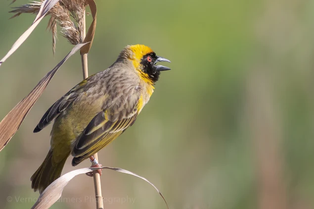 Southern Masked Weaver (ringed) overlooking the Table Bay Nature Reserve