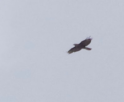 Honey Buzzard