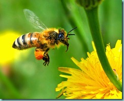 Bee-on-yellow-flower