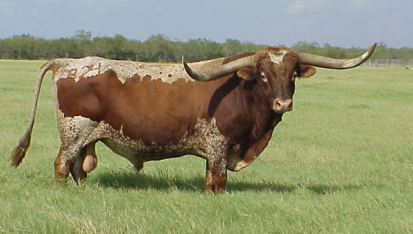 Texas Longhorns Football Wallpaper. TEXAS LONGHORN BULL PICTURES