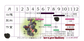 ブラックベリーの育て方 栽培カレンダー