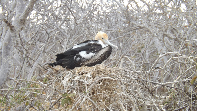 Fragata común cría en Isla Seymour Norte (Galápagos)