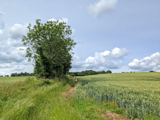 Great Gaddesden footpath 38 runs to the right of the hedgerow