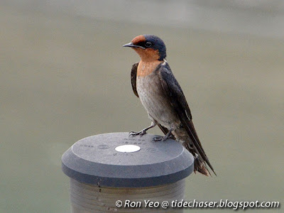 Pacific Swallow (Hirundo tahitica)