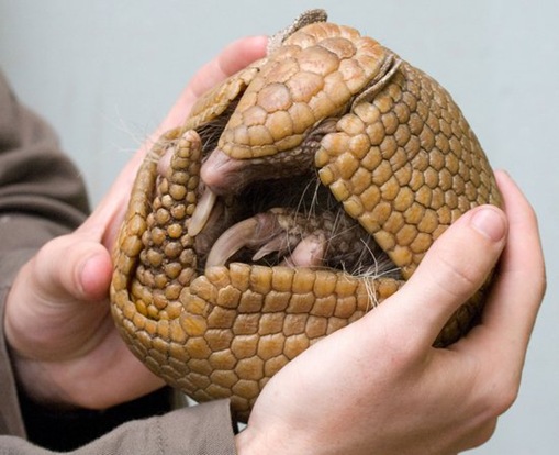 Armadillo