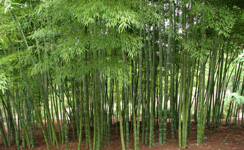 Akar rimpang atau bonggol bambu merupakan organ vegetatif yang penting  bersifat terestria CARA PEMBUDIDAYAAN TANAMAN  BAMBU