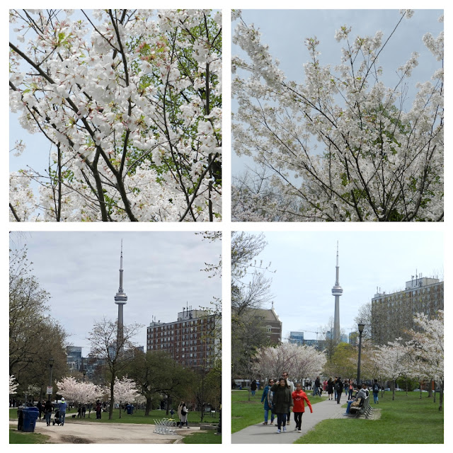 Onde e quando ver as cerejeiras florindo em Toronto?