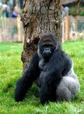 Gorilla - London Zoo