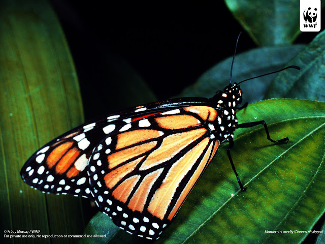 monarch butterfly hd wallpapers