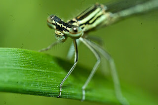 Ischnura elegans