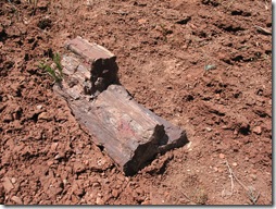 2012-04-15 Petrified Wood, Fry Canyon, UT (31)