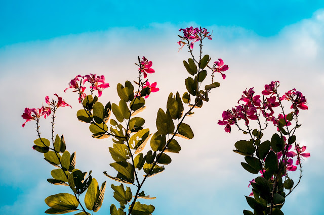 Purple bauhinia flowers (Hoa Móng Bò)