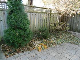 Toronto Greektown on the Danforth Fall Backyard Garden Cleanup before by Paul Jung Gardening Services