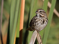 Song Sparrow