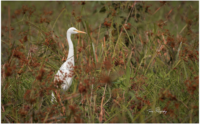 Intermediate egret