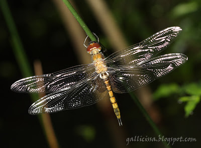 Tramea limbata teneral