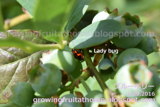 ブルーベリー-ミスティとテントウムシ-blueberry-misty-and-lady-bug