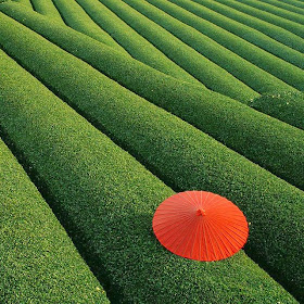 Fields area, China.