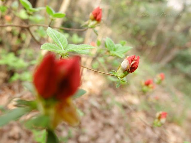 Rhododendron kaempferi