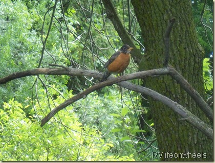 100_0390 - Copy