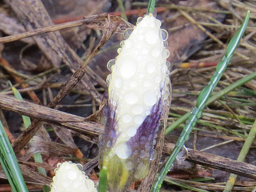 crocus with water drops