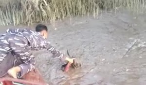 Dua Warga Teluk Pinang Hilang Usia Mencari Pucuk Nipah di Sungai Gaung