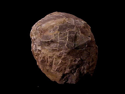 Authentic Prehistoric Hadrosaur Dinosaur Fossil Egg