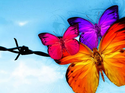 Pink orange and purple butterflies free desktop wallpapers