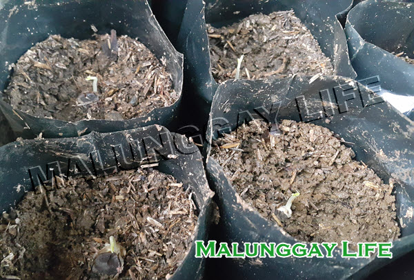 how-to-germinate-moringa-seeds