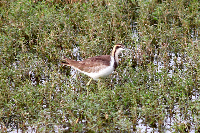 Pheasant-tailed jacana